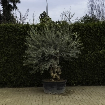 Olivenbaum 'Bonsai' #90