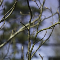 Gelbe Säulenbuche #106