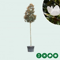 Magnolie grandiflora