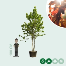 Amberbaum mehrstämmig