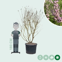 Mönchspfeffer 'Pink Pinnacle' Mehrstämmig