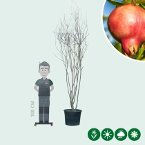 Granatapfelbaum mehrstämmig