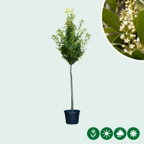 Kirschlorbeer Hochstamm 450 cm