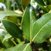 Magnolia grandiflora solitair #81
