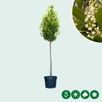 Kirschlorbeer Hochstamm 450 cm