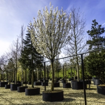 Japanische Zierkirsche ‘Umeniko’ #113