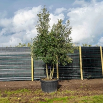 Mehrstämmige Steineiche ausgewachsen #1