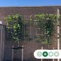 Hainbuche als Spalier ausgewaschen
