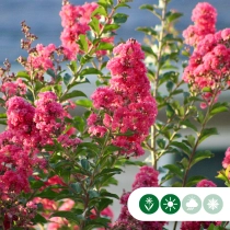 Chinesische Kräuselmyrte 'Rosea'