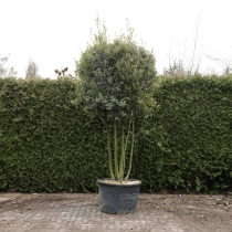 Mehrstämmige Steineiche ausgewachsen #73