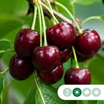 Prunus a. 'kordia'