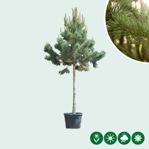 Waldkiefer