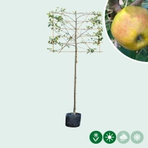 Malus d. 'Schone van Boskoop'/'Goudreinette' als Spalier