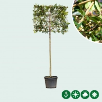 Glanzmispel als Spalierbaum