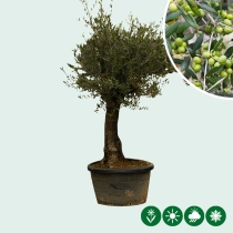 Olivenbaum
