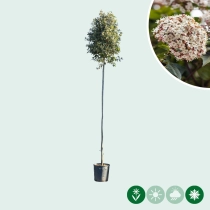 Schneeball Hochstamm