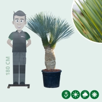 Palmlilie Yucca mehrköpfig