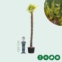 Chinesische Hanfpalme 400 cm Stammhöhe