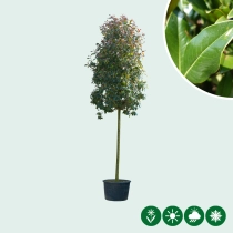 Glanzmispel baumförmig