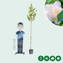 Camelia 'Snowball' Hochstamm