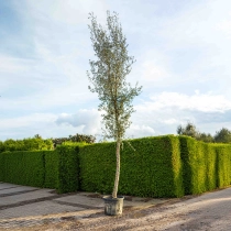 Korkeiche Hochstamm ausgewachsen #1