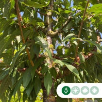 Mehrstämmige Tibetische Blütenkirsche