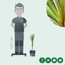 Kohlpalme Torbay dazzler