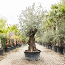 Olivenbaum 'Bonsai' #198