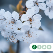 Japanische Blütenkirsche 'Umineko'