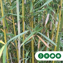 Fargesia robusta 'Campbell'