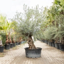 Olivenbaum 'Bonsai' #194