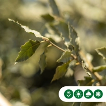 Steineiche mehrstämmig  als Spalier
