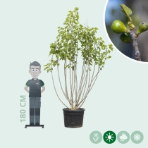 Mehrstämmiger Feigenbaum