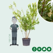 Erdbeerbaum mehrstämmig