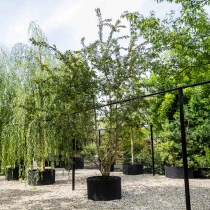 Japanische Kirsche 'Autumnalis Rosea' mehrstämmig #1