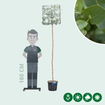 Mostgummi-Eukalyptus kubus