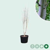 Himalaya-Birke mehrstämmig