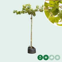 Dachplatane Auschgewassen in Kreuzform