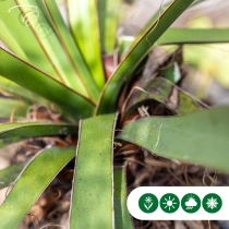 Palmlilie Yucca treculeana