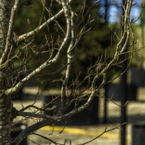 Gelbe Säulenbuche #106