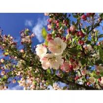 Zierapfel Floribunda