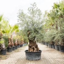 Olivenbaum 'Bonsai' #196