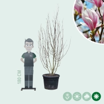 Magnolie 'Soulangeana' mehrstämmig