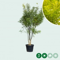 Schnurbaum mehrstämmig