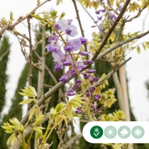 Blauregen als Spalier