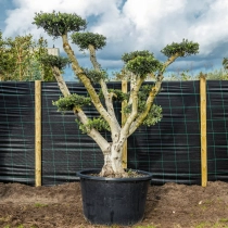 Olivenbaum Pom Pom ausgewachsen #1