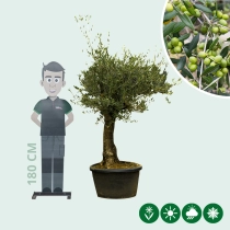 Olivenbaum