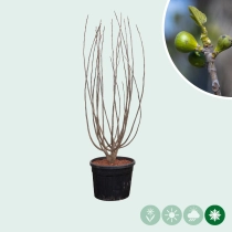 Mehrstämmiger Feigenbaum