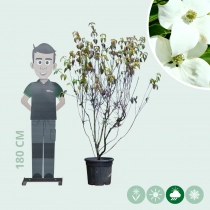 Cornus China Girl mehrstämmig