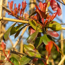 Glanzmispel als spalierbaum